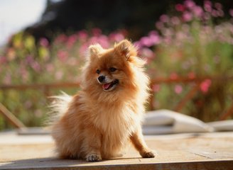 TokenPocket钱包苹果版